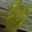 Whiting Rooster Soft Hackle with Chickabou in White Dyed Olive