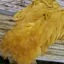 Whiting Rooster Soft Hackle with Chickabou in White dyed Golden Olive