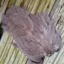 Whiting Rooster Soft Hackle with Chickabou in White dyed Heron Gray