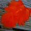 Whiting Rooster Soft Hackle with Chickabou in White dyed Orange