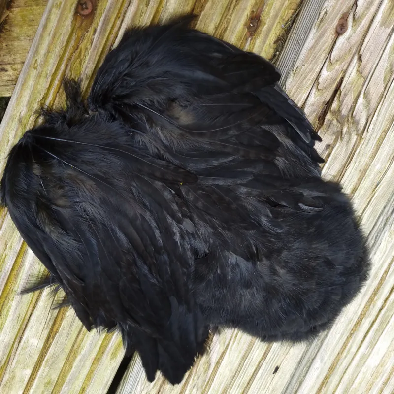 Whiting Rooster Soft Hackle with Chickabou in White dyed Black