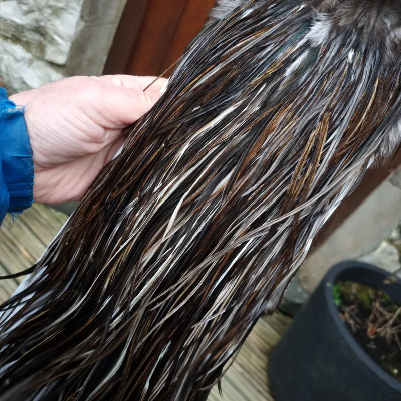 Whiting Heritage Hackles Rooster Saddle in Mixed Colours S Very Dark Chocolate Brown/ VERY Dark Speckled Badger/ Speckled Badger and splashed Unique Variant Hackles  Approx Tying Sizes 12/14/16-1