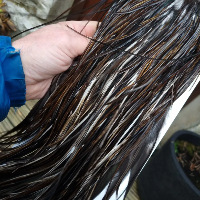 Whiting Heritage Hackles Rooster Saddle in Mixed Colours S Very Dark Chocolate Brown/ VERY Dark Speckled Badger/ Speckled Badger and splashed Unique Variant Hackles  Approx Tying Sizes 12/14/16-6