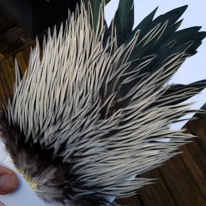 Whiting Brahma Rooster Saddle in Natural Silver Badger-2