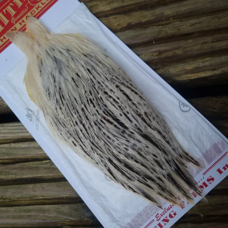 Whiting Hen Cape in Unique Variant D Splashed with Salt and Pepper