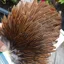 Whiting Hebert Miner Hen Saddle in Wild Type Brown