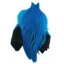 The Lakeland Brahma Rooster Cape in Silver Badger Dyed Kingfisher Blue  from Whiting Farms