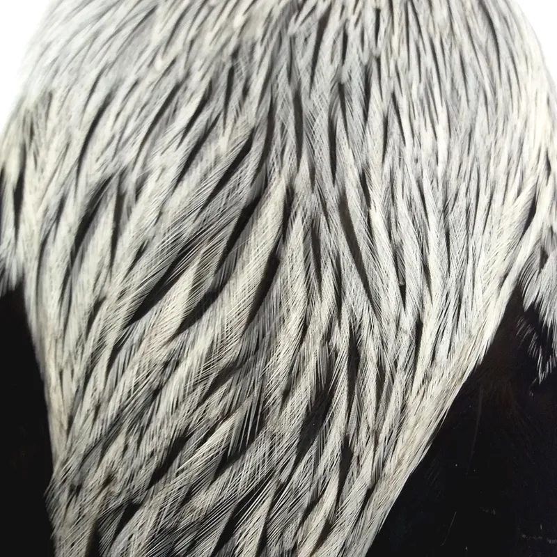 The Lakeland Brahma Rooster Cape in Natural Silver Badger