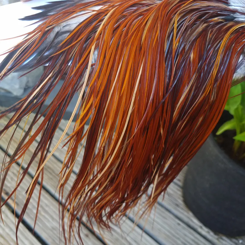 Whiting PRO-GRADE Dry Fly Rooster Saddle in Brown/Medium Red Game B Approx Tying Sizes 12/14/16-4
