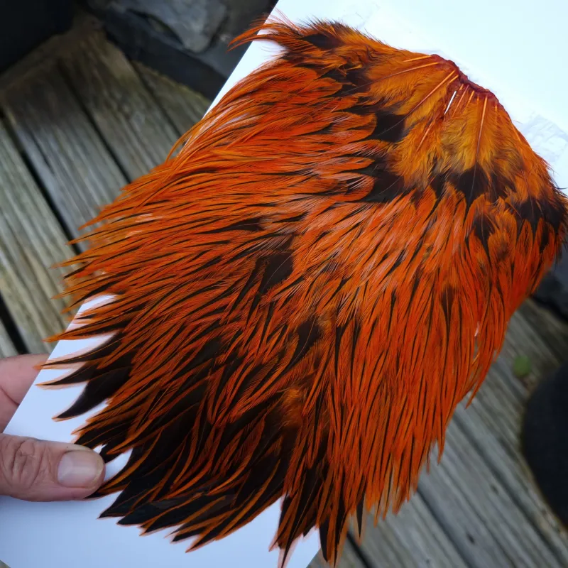 Whiting Brahma Rooster Saddle in Silver Badger Dyed Burnt Orange