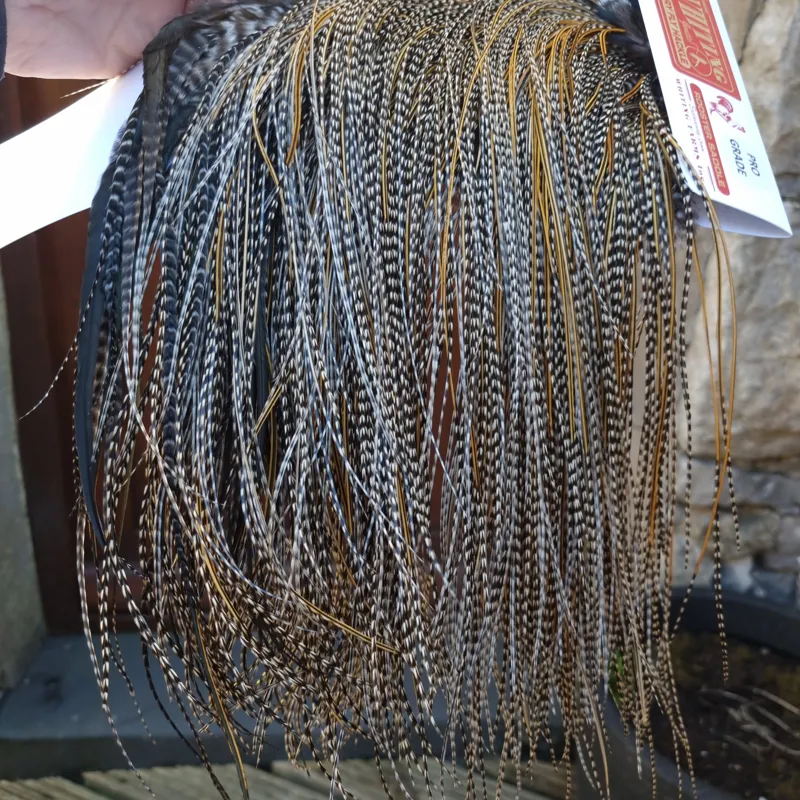 Whiting Pro-Grade Midge Rooster Saddle in Grizzly Variant D Classic Grizzly Splashed with GOLDEN Badger Approx Tying size 16/18/20/22/24/26 and OUT OF SIGHT-8