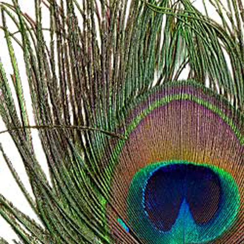 Lakeland Peacock Eyes
