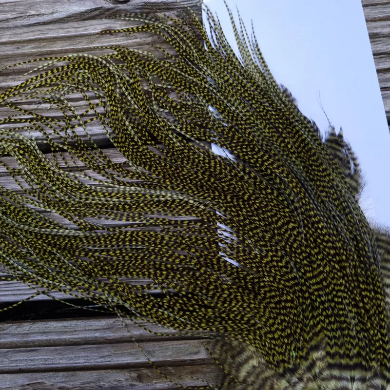 Whiting Pro-Grade Midge Rooster Saddle in Grizzly Dyed Olive B Approx tying size 14/16/18/20 AND some going 22/24 and OUT OF SIGHT-4