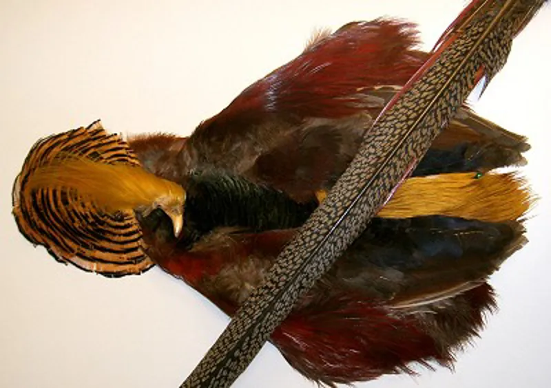 Golden Pheasant Complete, Head 1, Complete Tail, Full Body Skin-2
