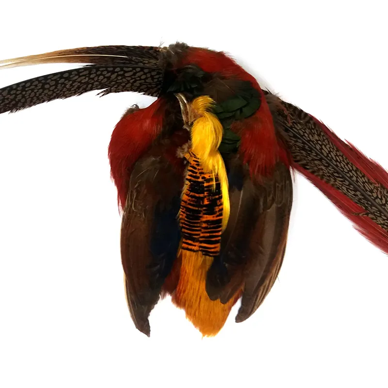 Golden Pheasant Complete, Head 1, Complete Tail, Full Body Skin-1