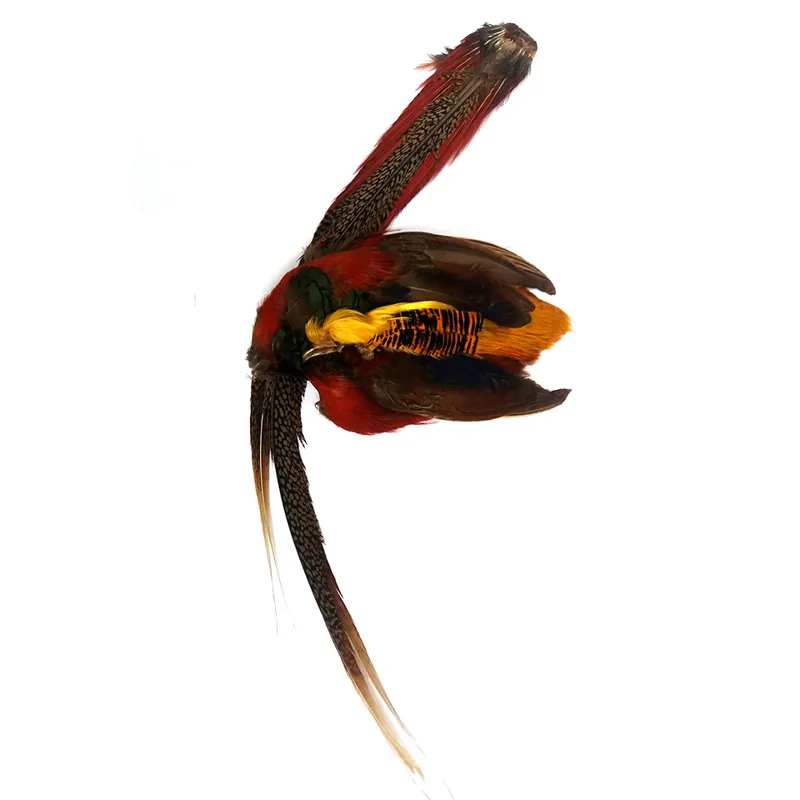Golden Pheasant Complete, Head 1, Complete Tail, Full Body Skin