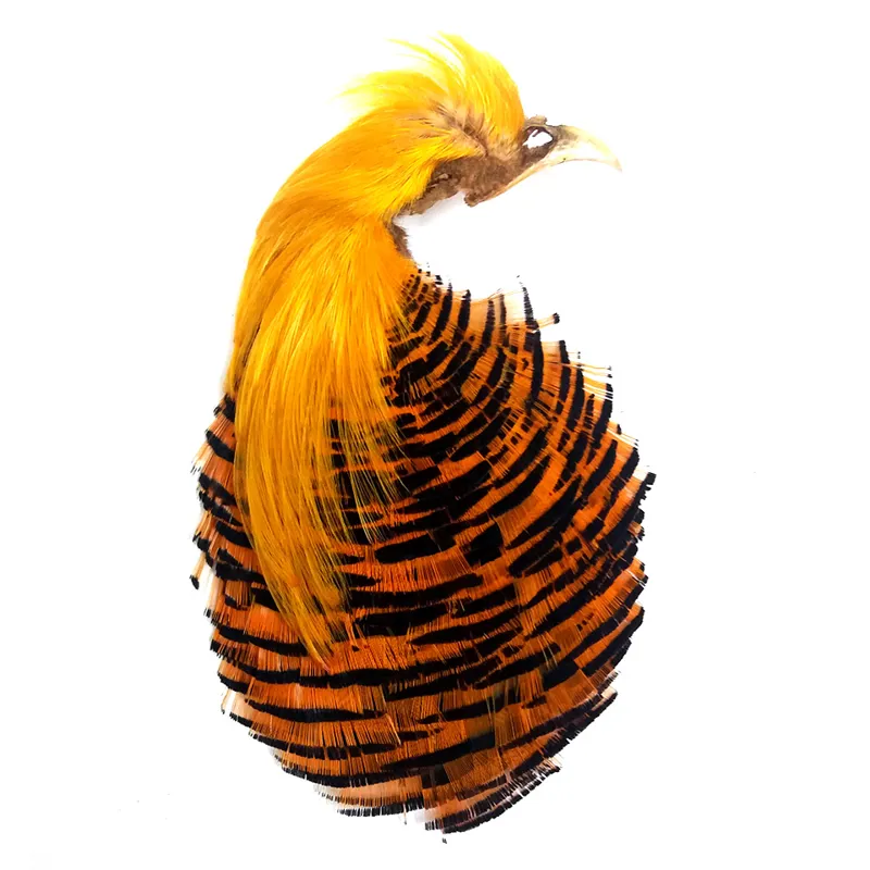 Grade No1 Golden Pheasant Head Grade