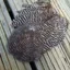 Whiting Rooster Soft Hackle with Chickabou in Grizzly Dyed Tan