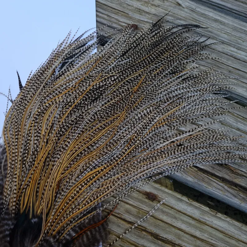 Whiting Pro-Grade Midge Rooster Saddle in Grizzly Variant A in Classic GRIZZLY Splashed with Golden Badger Hackles Approx Tying Sizes  14/16/18/20/22/24-2