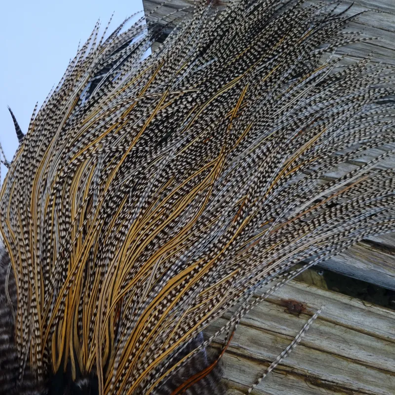 Whiting Pro-Grade Midge Rooster Saddle in Grizzly Variant A in Classic GRIZZLY Splashed with Golden Badger Hackles Approx Tying Sizes  14/16/18/20/22/24-4