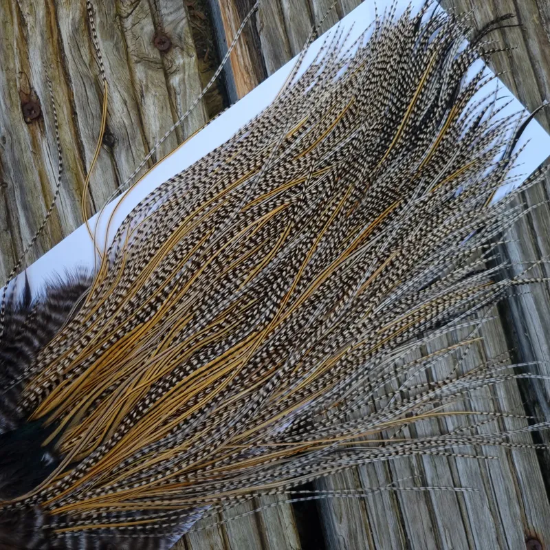 Whiting Pro-Grade Midge Rooster Saddle in Grizzly Variant A in Classic GRIZZLY Splashed with Golden Badger Hackles Approx Tying Sizes  14/16/18/20/22/24-6