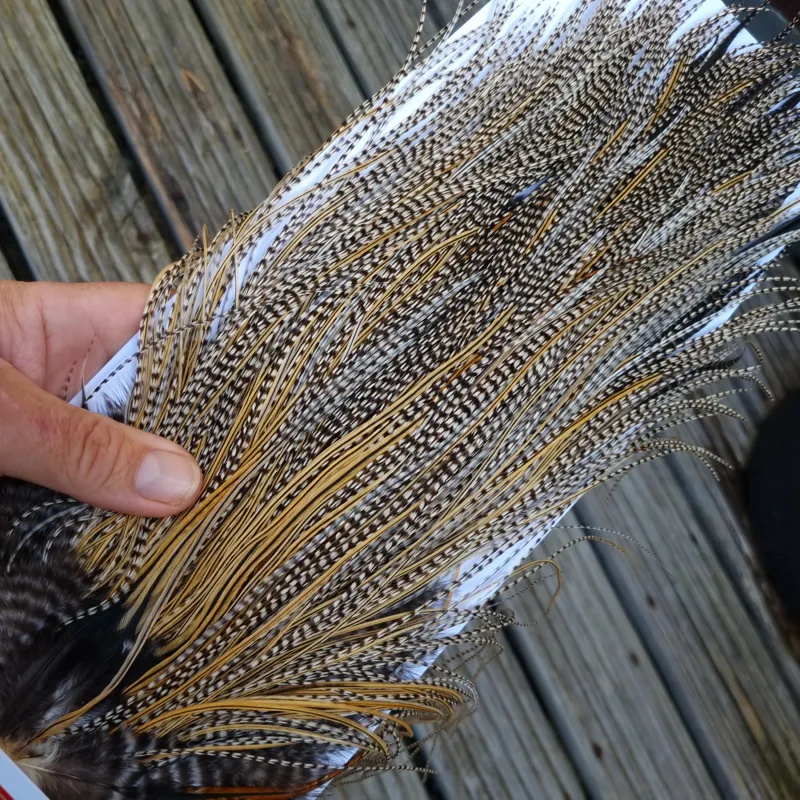 Whiting Pro-Grade Midge Rooster Saddle in Grizzly Variant A in Classic GRIZZLY Splashed with Golden Badger Hackles Approx Tying Sizes  14/16/18/20/22/24-3