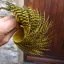 Whiting Exclusive Grizzly Hen Cape in Yellow