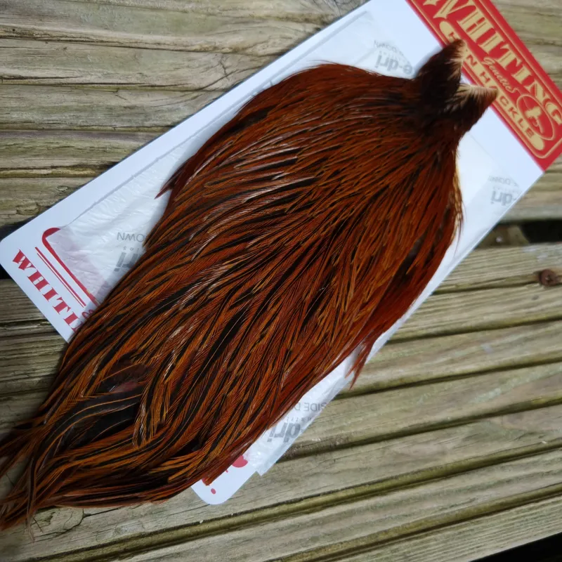 Whiting Hen Cape in Furnace B-1