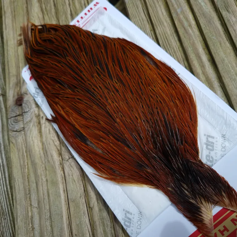 Whiting Hen Cape in Furnace B-2