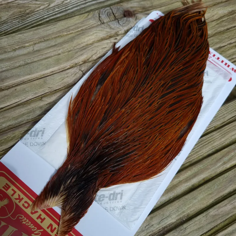 Whiting Hen Cape in Furnace B-3