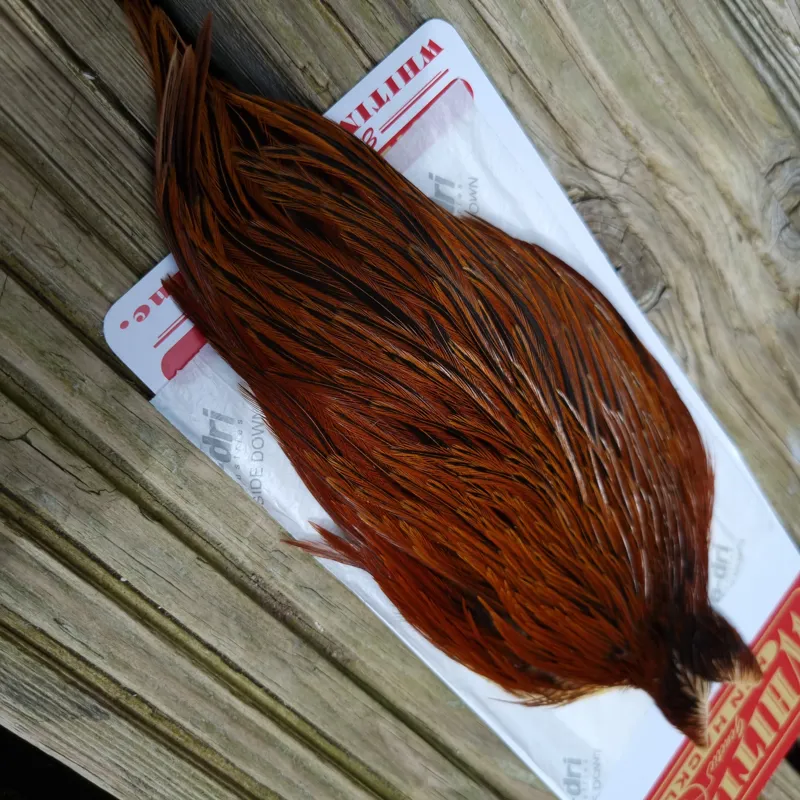 Whiting Hen Cape in Furnace B-4