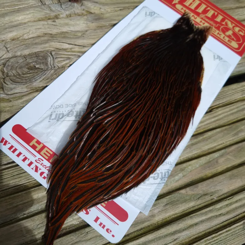 Whiting Hen Cape in Furnace E-1