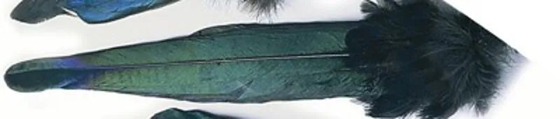 Magpie Wings or Tail-2