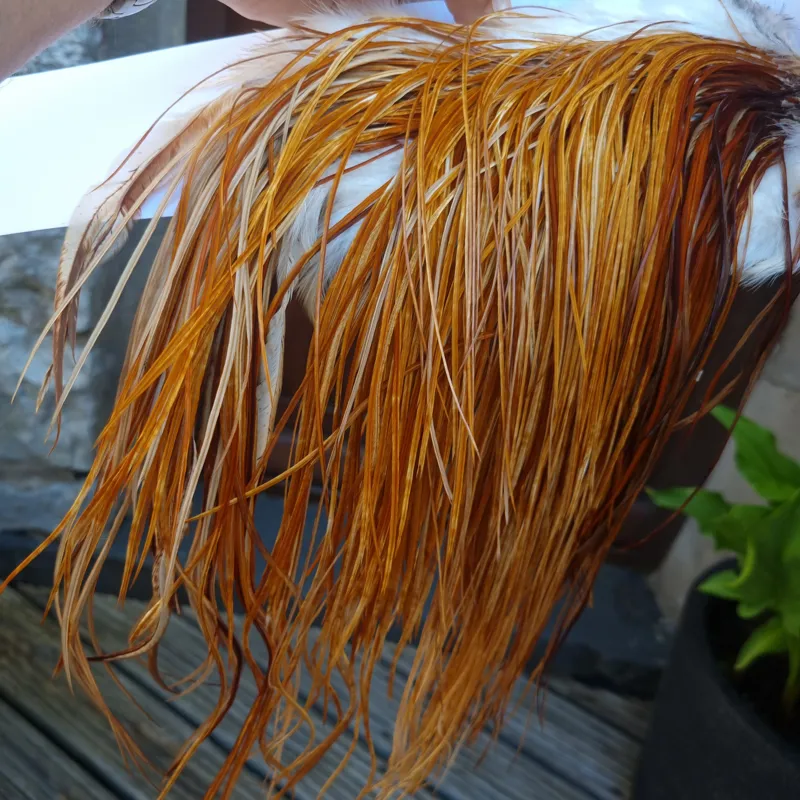 Whiting PRO-GRADE Dry Fly Rooster Saddle in Medium Ginger A Approx Tying Sizes 14/16/18-5