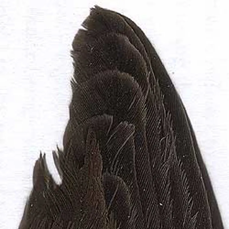 Moorhen Wings-1