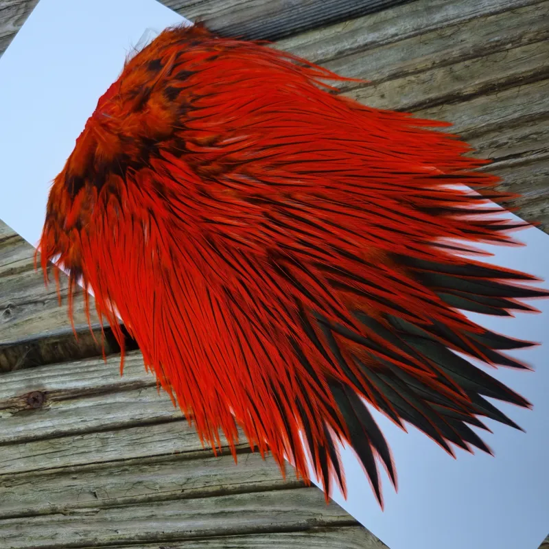 Whiting Brahma Rooster Saddle in Silver Badger Dyed Orange-1