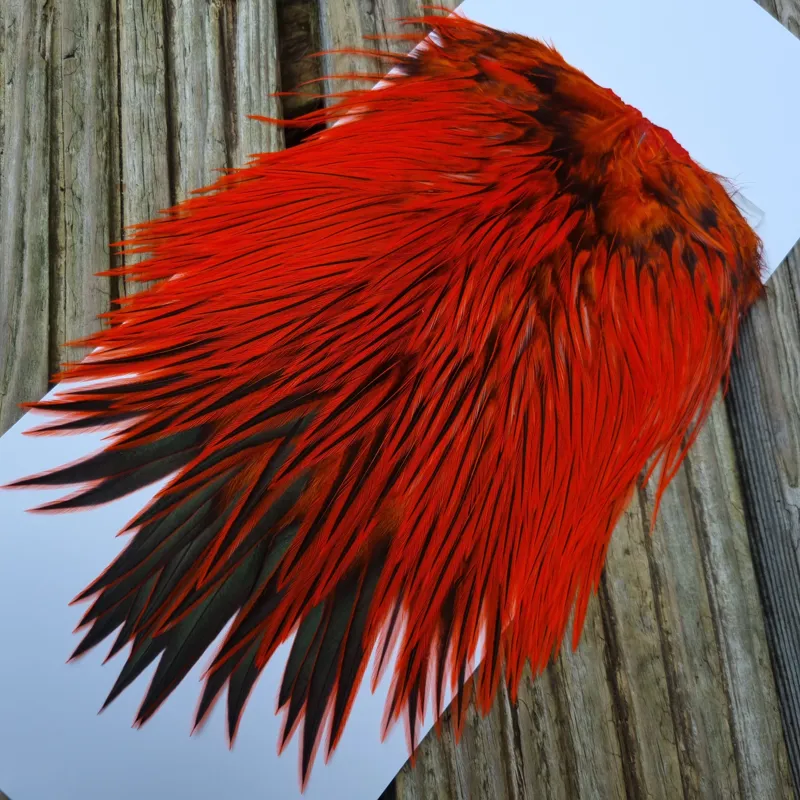 Whiting Brahma Rooster Saddle in Silver Badger Dyed Orange-3