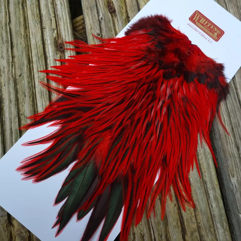 Whiting Brahma Rooster Saddle in Silver Badger Dyed Red-3