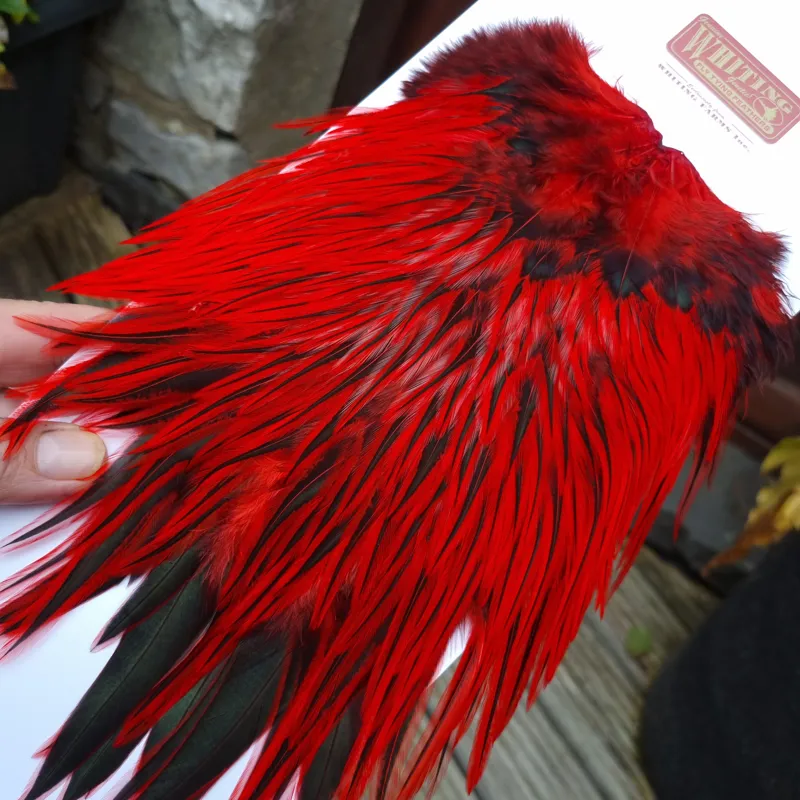 Whiting Brahma Rooster Saddle in Silver Badger Dyed Red-5