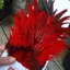 Whiting Brahma Rooster Saddle in Silver Badger Dyed Red