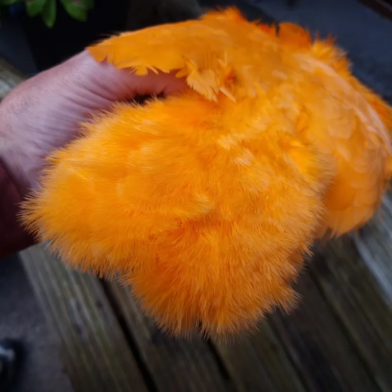 Whiting Rooster Soft Hackle with Chickabou in White Dyed Shrimp Orange-4
