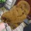 Whiting Coq de Leon Hen Soft Hackle with Chickabou in Speckled Copper Olive