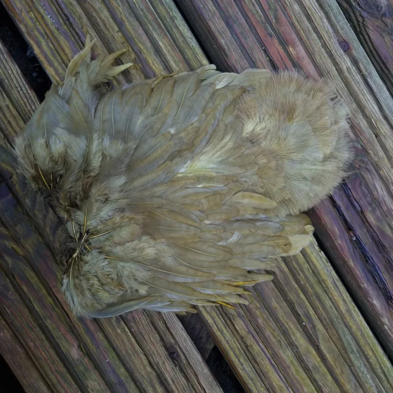 Whiting Rooster Soft Hackle with Chickabou in White dyed Dark Olive-6