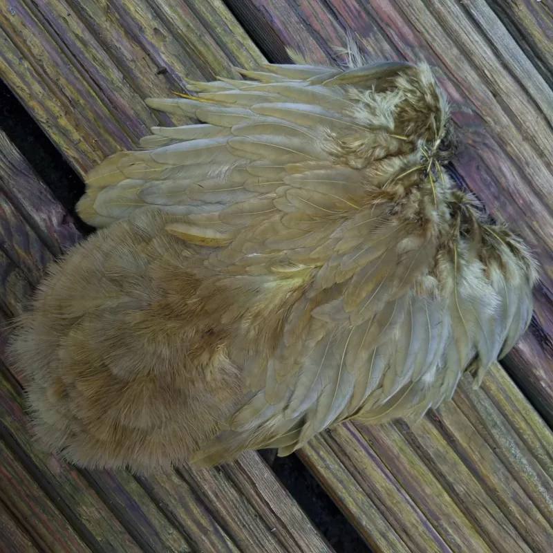 Whiting Rooster Soft Hackle with Chickabou in White dyed Dark Olive-2