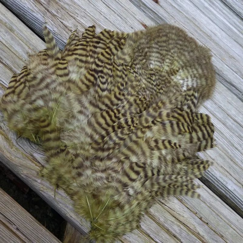 Whiting Rooster Soft Hackle with Chickabou in Grizzly Dyed Olive-1