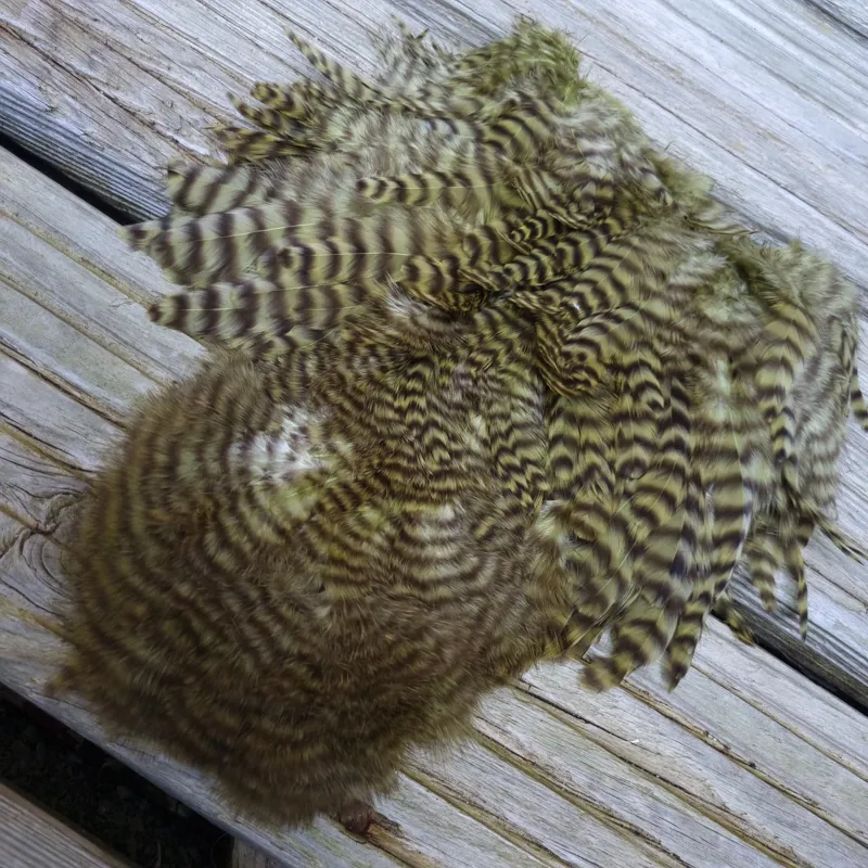 Whiting Rooster Soft Hackle with Chickabou in Grizzly Dyed Olive