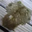 Whiting Rooster Soft Hackle with Chickabou in Grizzly Dyed Olive