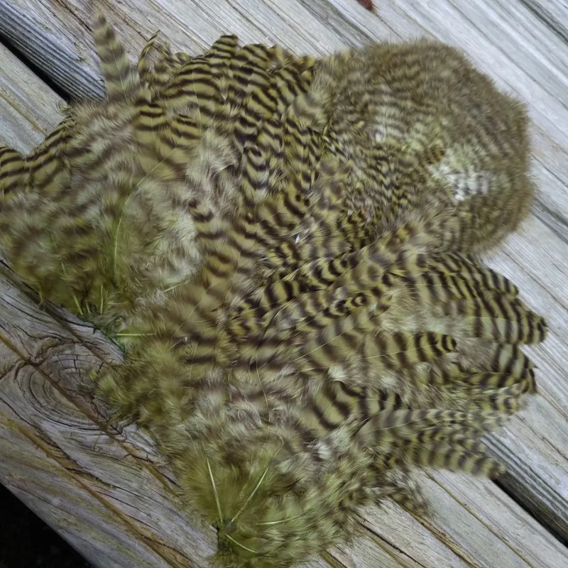 Whiting Rooster Soft Hackle with Chickabou in Grizzly Dyed Olive-2