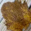 Whiting Rooster Soft Hackle with Chickabou in Grizzly Dyed Copper Olive