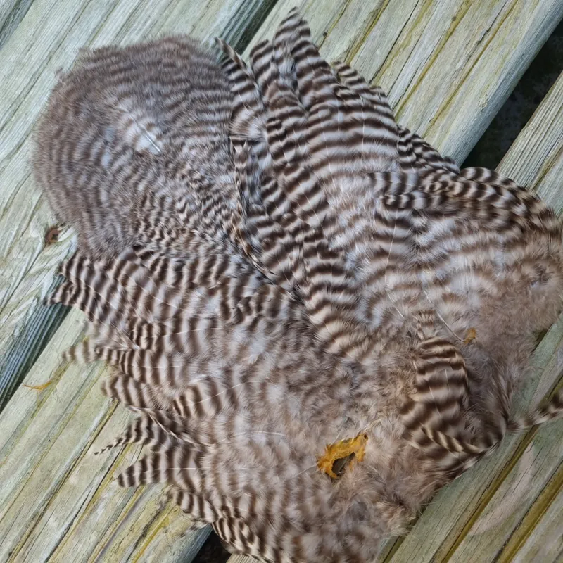 Whiting Rooster Soft Hackle with Chickabou in Grizzly